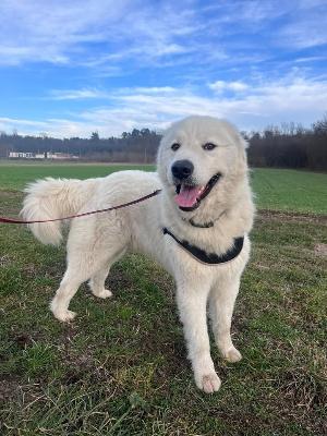 VENDO Cani a Somma Lombardo – foto 1