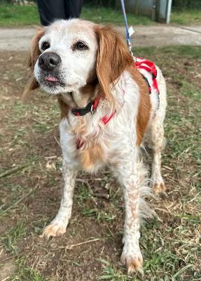 VENDO Cani a Somma Lombardo – foto 1