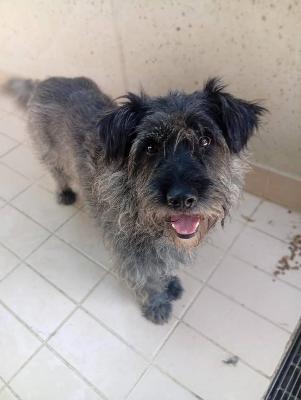 VENDO Cani a Corte Franca – foto 1