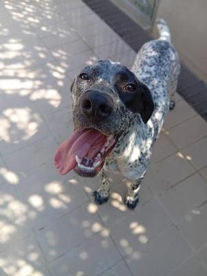 VENDO Cani a Corte Franca – foto 1