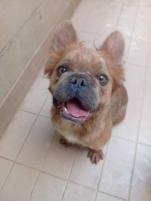 VENDO Cani a Corte Franca – foto 1