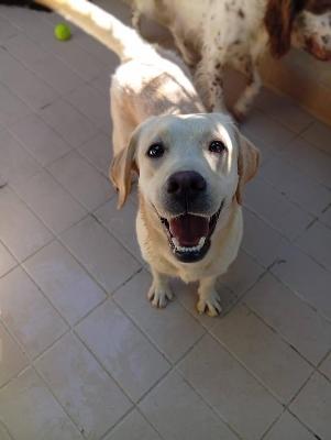 VENDO Cani a Corte Franca – foto 1