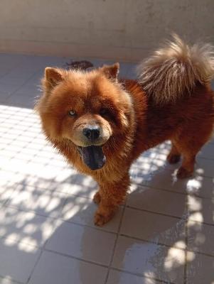 VENDO Cani a Corte Franca – foto 1