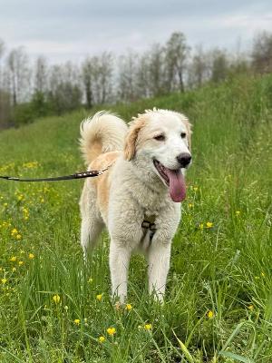 VENDO Cani a Olgiate Comasco – foto 1