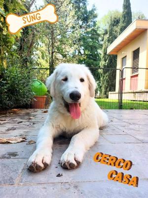 VENDO Cani a Olgiate Comasco – foto 1
