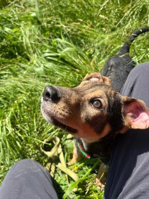 VENDO Cani a Somma Lombardo – foto 1