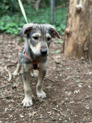 VENDO Cani a Somma Lombardo – foto 1