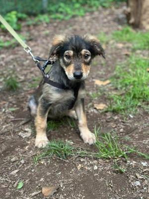 VENDO Cani a Somma Lombardo – foto 1