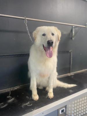 VENDO Cani a Somma Lombardo – foto 1
