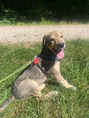 VENDO Cani a Somma Lombardo – foto 1