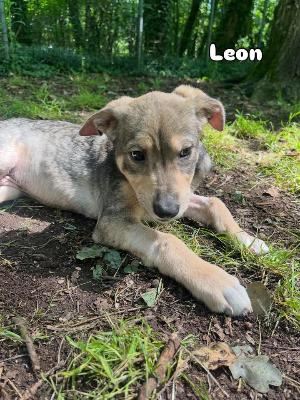VENDO Cani a Somma Lombardo – foto 1