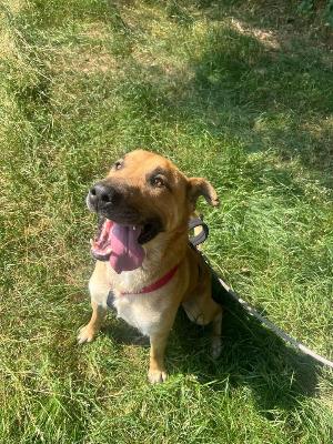 VENDO Cani a Somma Lombardo – foto 1