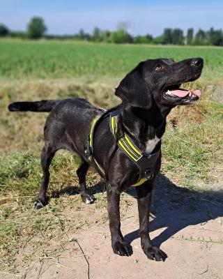 VENDO Cani a Pieve Fissiraga &ndash; foto 1