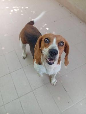 VENDO Cani a Corte Franca – foto 1
