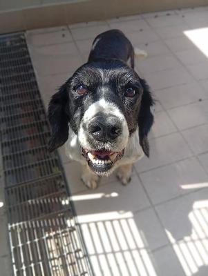 VENDO Cani a Corte Franca – foto 1