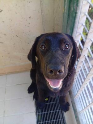 VENDO Cani a Corte Franca – foto 1