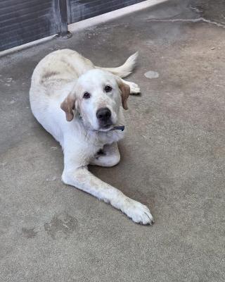 VENDO Cani a Cuneo – foto 1