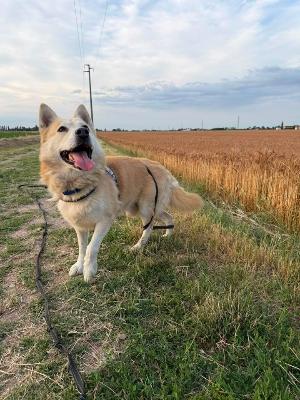 VENDO Cani a Tortona – foto 1