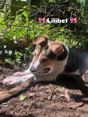 VENDO Cani a Somma Lombardo – foto 1
