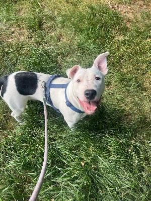 VENDO Cani a Somma Lombardo – foto 1