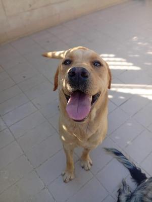 VENDO Cani a Corte Franca – foto 1