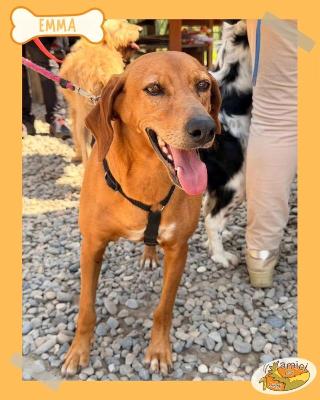 VENDO Cani a Olgiate Comasco – foto 1