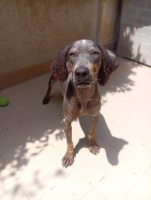 VENDO Cani a Corte Franca &ndash; foto 1