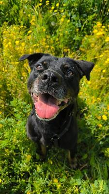 VENDO Cani a Tortona &ndash; foto 1