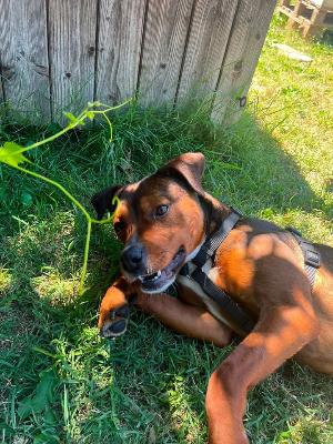 VENDO Cani a Tortona &ndash; foto 1