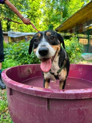 VENDO Cani a Somma Lombardo &ndash; foto 1