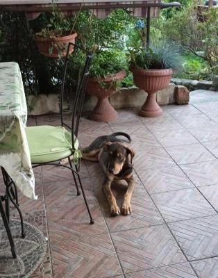 VENDO Cani a Somma Lombardo &ndash; foto 1