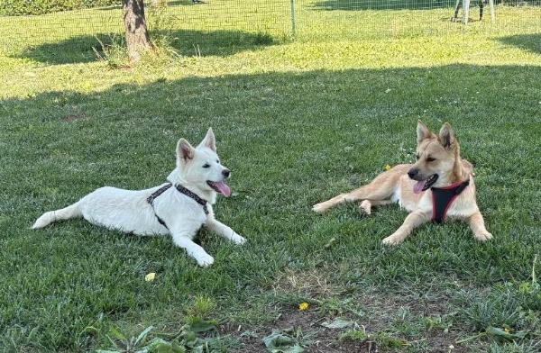VENDO Cani a Calvatone &ndash; foto 1