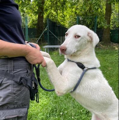VENDO Cani a Torino &ndash; foto 1