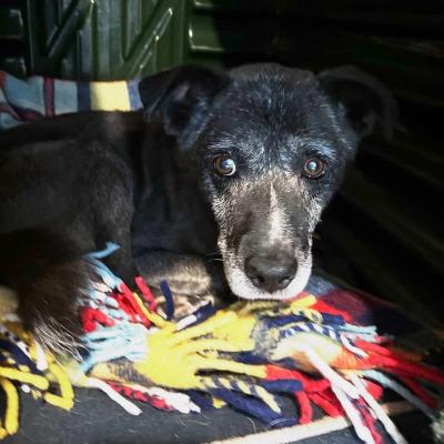 VENDO Cani a Omegna &ndash; foto 1