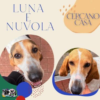 VENDO Cani a Alpignano &ndash; foto 1