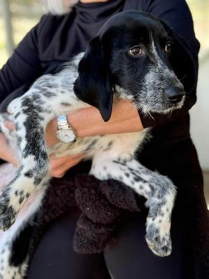VENDO Cani a Brescia &ndash; foto 1