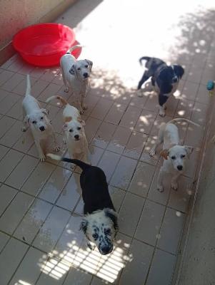 VENDO Cani a Corte Franca &ndash; foto 1
