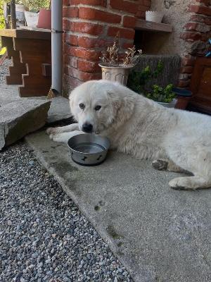 VENDO Cani a Somma Lombardo &ndash; foto 1