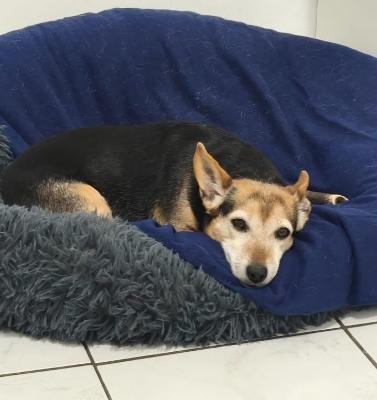 VENDO Cani a Torino &ndash; foto 1