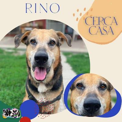 VENDO Cani a Alpignano &ndash; foto 1