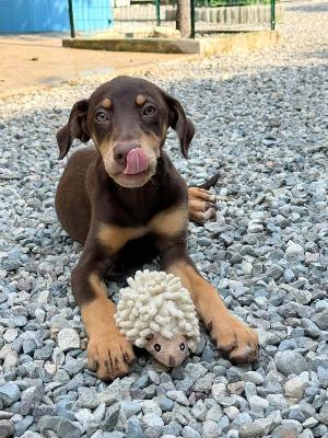 VENDO Cani a Brescia &ndash; foto 1