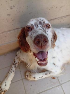 VENDO Cani a Corte Franca &ndash; foto 1