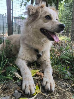 VENDO Cani a Tortona &ndash; foto 1