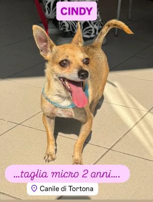 VENDO Cani a Tortona &ndash; foto 1