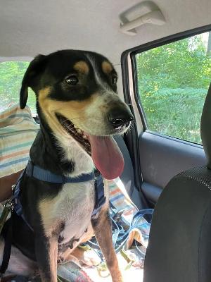 VENDO Cani a Somma Lombardo &ndash; foto 1