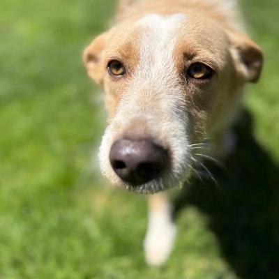VENDO Cani a Genova &ndash; foto 1