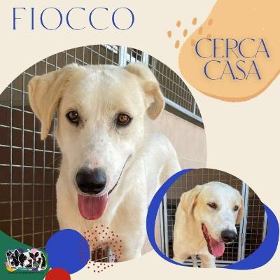 VENDO Cani a Alpignano &ndash; foto 1