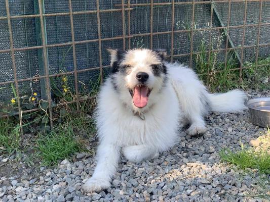 VENDO Cani a Tortona &ndash; foto 1