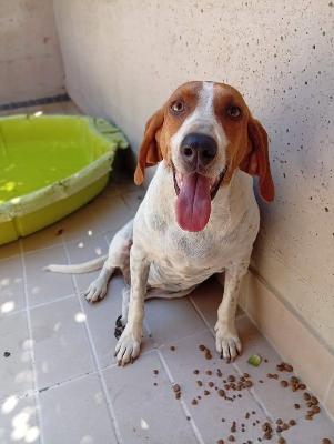 VENDO Cani a Corte Franca &ndash; foto 1