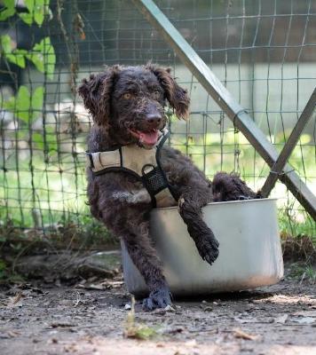 VENDO Cani a Torino &ndash; foto 1
